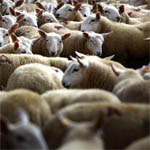 Аукцион овец в угличском районе