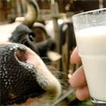 Сыродельный завод в Угличе использовал непроверенное молоко