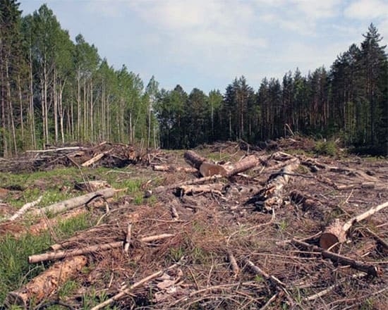 Директор Угличского лесничества украл леса на 35 миллионов