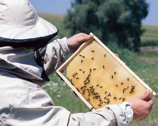 В Угличе открылся клуб Пчеловод