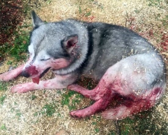 В Чурьяково расстреляли собаку