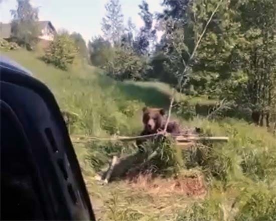 У деревни Николякино спасли медведя